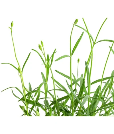 Lavendel 'No. 9' -Haus Pflanzen Welt 8094070 WE DE 001 LavandulaAngustifoliaNO9LavendelT13