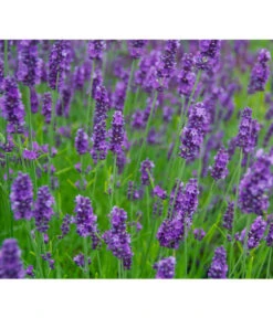 Haus Pflanzen Welt -Haus Pflanzen Welt 8094096 PR MO 001 DownderryOlympiaHelix