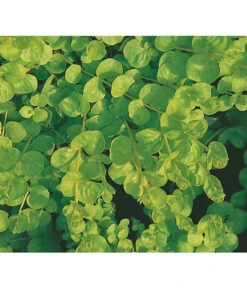 Pfennigkraut 'Goldilocks' -Haus Pflanzen Welt 8094906 BildFS 001 PfennigkrautGilbweiderichGoldilocksHzLysimachiaGoldilocks