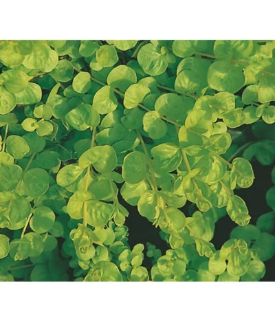 Pfennigkraut 'Goldilocks' -Haus Pflanzen Welt 8094906 BildFS 001 PfennigkrautGilbweiderichGoldilocksHzLysimachiaGoldilocks