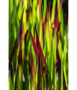 Japanisches Blutgras 'Red Baron' -Haus Pflanzen Welt 8094948 PR DE 001 ImperataCylindricaRedBaron
