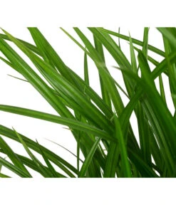 Garten-Segge 'Green Wonder' 7 Garten-Segge 'Green Wonder' -Haus Pflanzen Welt 8095119 WE DE 003 CarexOshimensisGreenWonderZiergrasT19