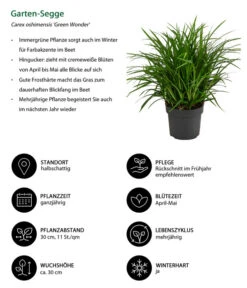 Garten-Segge 'Green Wonder' 6 Garten-Segge 'Green Wonder' -Haus Pflanzen Welt 8095119 WE IG 001 GartenSegge