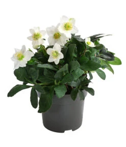 Christrose 7 Christrose -Haus Pflanzen Welt 8095267 PR FS 001 HelleborusNigerChristmasCarolChristrose2LDehnerExpressHerzig
