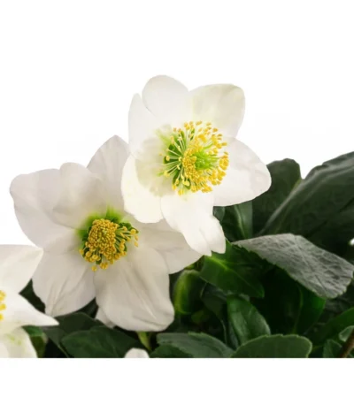 Christrose -Haus Pflanzen Welt 8095267 WE DE 002 Christrose