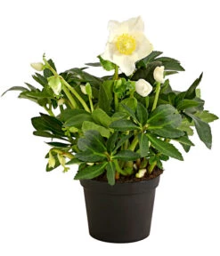 Christrose 'HGC® Jesko' 7 Christrose 'HGC® Jesko' -Haus Pflanzen Welt 8095507 WE FS 001 ChristroseHelleborusJeskoT13