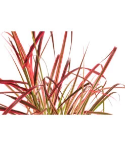 Afrikanisches Lampenputzergras 'Fireworks' -Haus Pflanzen Welt 8095929 WE DE 001 LampenputzergrasFireworksT14