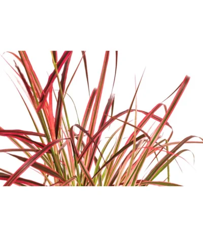 Afrikanisches Lampenputzergras 'Fireworks' -Haus Pflanzen Welt 8095929 WE DE 001 LampenputzergrasFireworksT14