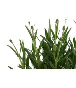Lavendel 'Royal Blue' -Haus Pflanzen Welt 8097545 WE DE 001 LavendelRoyalBlue1L
