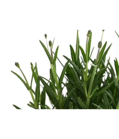 Lavendel 'Royal Blue' 11 Lavendel 'Royal Blue' -Haus Pflanzen Welt 8097545 WE DE 001 LavendelRoyalBlue1L