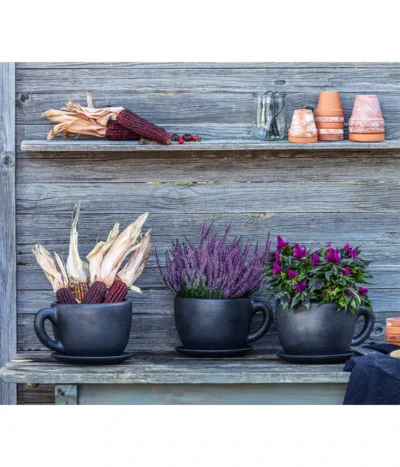 Knospenheide 'Hilda®' -Haus Pflanzen Welt 8122210 WE MO 001 Ziermais