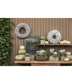 Dehner Kranz Palm Petal Whitewash, Ca. Ø40 Cm 6 Dehner Kranz Palm Petal Whitewash, Ca. Ø40 Cm -Haus Pflanzen Welt 8122889 PR MO 001 KuerbisseWeissGrau