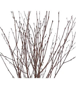 Birkenzweige-Bund, Ca. 70 Cm -Haus Pflanzen Welt 8148819 PR DE 001 BirkenzweigeNaturKurzBundDehnerExpressHerzig 2