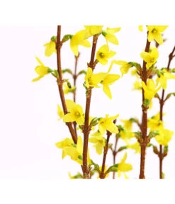 Forsythien-Bund, Ca. 80-100 Cm -Haus Pflanzen Welt 8148959 WE DE 001 ForsythieBundDehnerExpressHerzig