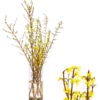 Forsythien-Bund, Ca. 80-100 Cm -Haus Pflanzen Welt 8148959 WE FS 001 ForsythieBund