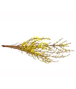 Forsythien-Bund, Ca. 80-100 Cm -Haus Pflanzen Welt 8148959 WE FS 001 ForsythieBundDehnerExpressHerzig