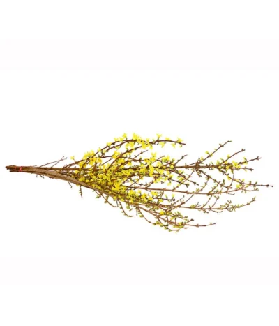 Forsythien-Bund, Ca. 80-100 Cm -Haus Pflanzen Welt 8148959 WE FS 001 ForsythieBundDehnerExpressHerzig