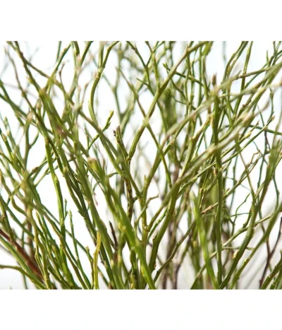 Heidelbeere-Bund, Ca. 40-50 Cm -Haus Pflanzen Welt 8148991 BildD 001 HeidelbeereBundHeidelbeereHandbund