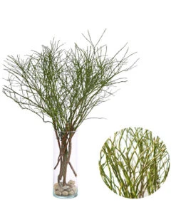 Heidelbeere-Bund, Ca. 40-50 Cm