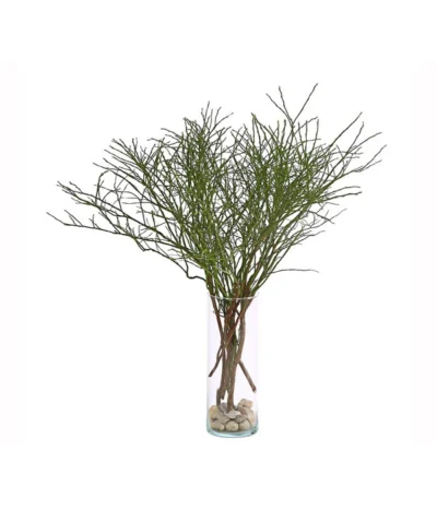 Heidelbeere-Bund, Ca. 40-50 Cm -Haus Pflanzen Welt 8148991 WE FS 001 HeidelbeereBundDehnerExpressHerzig 1