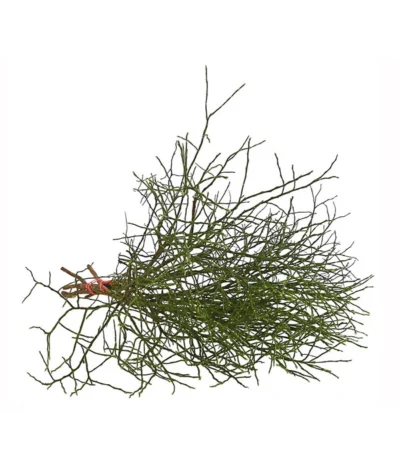 Heidelbeere-Bund, Ca. 40-50 Cm -Haus Pflanzen Welt 8148991 WE FS 002 HeidelbeereBundDehnerExpressHerzig