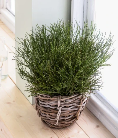 Heidelbeere-Bund, Ca. 40-50 Cm -Haus Pflanzen Welt 8148991 WE MO 001 HeidelbeereHandbund