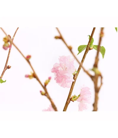 Japanische Kirschzweige, Ca. 80-100 Cm -Haus Pflanzen Welt 8149015 WE DE 001 JapanischeKirscheBundDehnerExpressHerzig