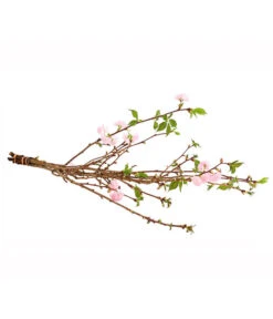 Japanische Kirschzweige, Ca. 80-100 Cm -Haus Pflanzen Welt 8149015 WE FS 001 JapanischeKirscheBundDehnerExpressHerzig