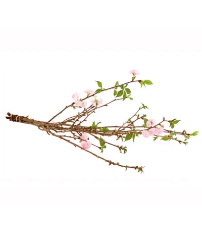 Japanische Kirschzweige, Ca. 80-100 Cm -Haus Pflanzen Welt 8149015 WE FS 001 JapanischeKirscheBundDehnerExpressHerzig