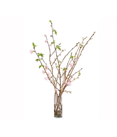 Japanische Kirschzweige, Ca. 80-100 Cm -Haus Pflanzen Welt 8149015 WE FS 002 JapanischeKirscheBundDehnerExpressHerzig