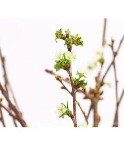 Kirschzweige-Bund, Ca. 80-100 Cm 13 Kirschzweige-Bund, Ca. 80-100 Cm -Haus Pflanzen Welt 8149049 WE DE 001 KirschzweigeBundDehnerExpressHerzig 1