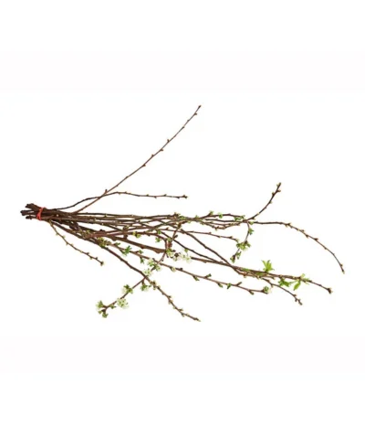 Kirschzweige-Bund, Ca. 80-100 Cm -Haus Pflanzen Welt 8149049 WE FS 001 KirschzweigeBundDehnerExpressHerzig