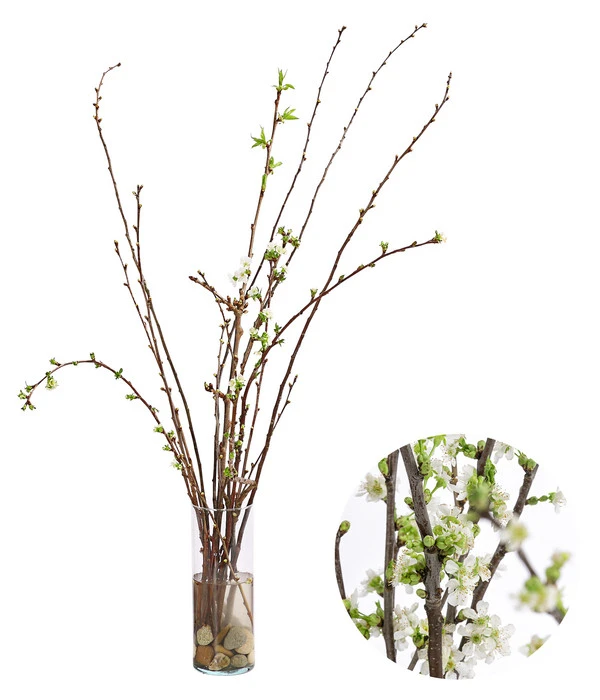 Kirschzweige-Bund, Ca. 80-100 Cm 3 Kirschzweige-Bund, Ca. 80-100 Cm