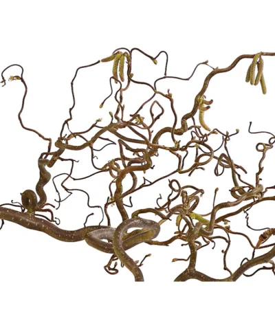 Bio Korkenzieherhasel 9 Bio Korkenzieherhasel -Haus Pflanzen Welt 8149072 WE DE 001 KorkenzieherhaselBio80 100cmDehnerExpressHerzig