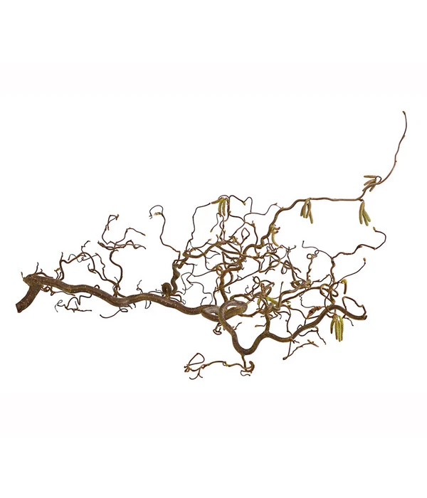 Bio Korkenzieherhasel 4 Bio Korkenzieherhasel – Bild 2