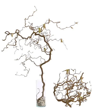 Bio Korkenzieherhasel