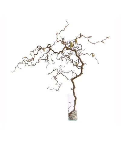 Bio Korkenzieherhasel 8 Bio Korkenzieherhasel -Haus Pflanzen Welt 8149072 WE FS 002 KorkenzieherhaselBio80 100cmDehnerExpressHerzig 2