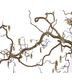 Korkenzieher-Hasel 'Contorta' 8 Korkenzieher-Hasel 'Contorta' -Haus Pflanzen Welt 8149080 WE DE 001 KorkenzieherhaselBio100 120cmDehnerExpressHerzig