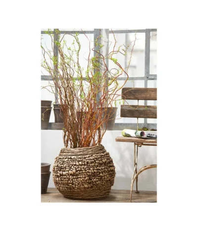 Korkenzieherweide-Bund -Haus Pflanzen Welt 8149114 PR MO 001 KorkenzieherweideBL4a