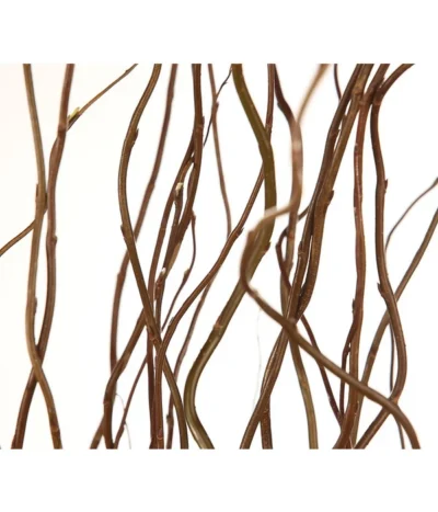 Korkenzieherweide-Bund -Haus Pflanzen Welt 8149114 WE DE 001 Salix B