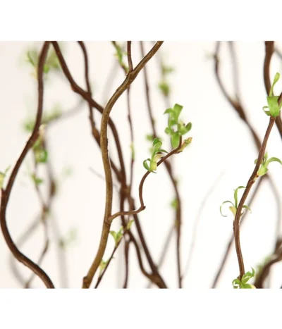Korkenzieherweide-Bund -Haus Pflanzen Welt 8149114 WE DE 003 Salix B