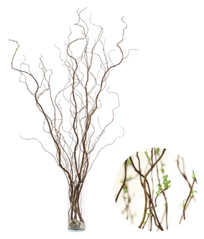 Korkenzieherweide-Bund