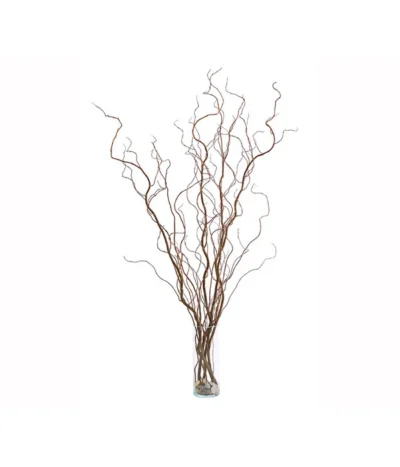 Korkenzieherweide-Bund -Haus Pflanzen Welt 8149114 WE FS 002 KorkenzieherweideBraunBundDehnerExpressHerzig