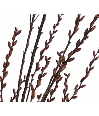 Sumpfkätzchen-Bund, Ca. 80-100 Cm 9 Sumpfkätzchen-Bund, Ca. 80-100 Cm -Haus Pflanzen Welt 8149254 PR DE 001 SumpfkaetzchenBundNaturDehnerExpressHerzig