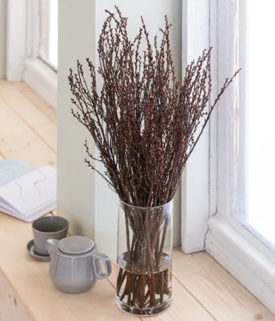 Sumpfkätzchen-Bund, Ca. 80-100 Cm 8 Sumpfkätzchen-Bund, Ca. 80-100 Cm -Haus Pflanzen Welt 8149254 WE MO 001 SumpfkaetzchenHandbund