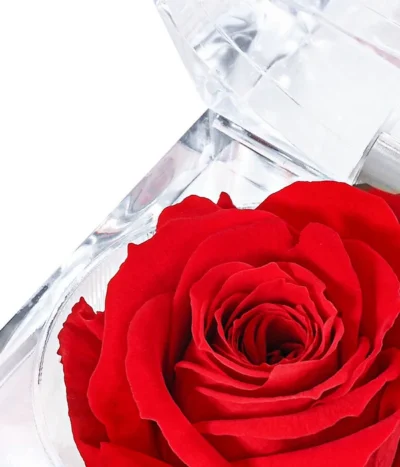 Longlife-Rose In Juwelenbox, Ca. Ø3,5 Cm -Haus Pflanzen Welt 8167041 PR DE 001 LLRoseJuwelenboxrot