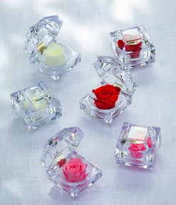 Longlife-Rose In Juwelenbox, Ca. Ø3,5 Cm -Haus Pflanzen Welt 8167413 8170573 8167041 WE MO LonglifeZinaRosa