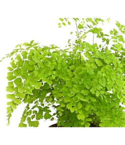 Frauenhaarfarn - Adiantum Raddianum -Haus Pflanzen Welt 8200537 WE DE FrauenhaarfarnHerzig