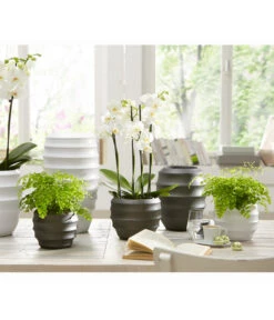 Frauenhaarfarn - Adiantum Raddianum -Haus Pflanzen Welt 8200537 WE MO 001 OrchideenExklusivKeramikPureSauer