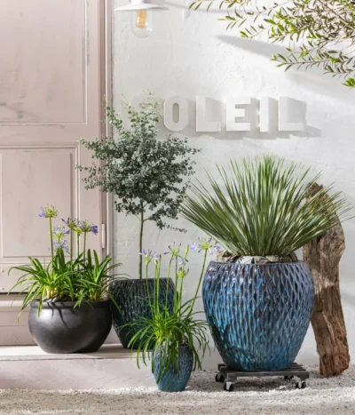 Schmucklilie -Haus Pflanzen Welt 8200735 WE MO 001 AgapanthusT17 1